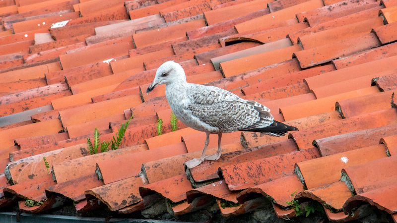 ��������� (Cudillero)